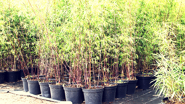 aanvaardbaar aspect constant Bamboekwekerij BK Tropics te Veldhoven, Specialist in Bamboe